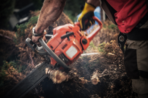 Tree Removal